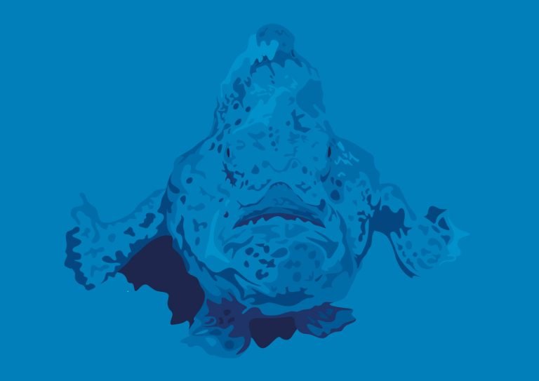 frogfish illustration for DAN