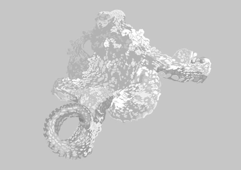 octopus illustration for DAN