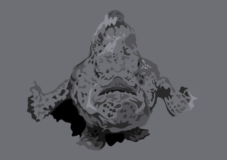 frogfish illustration for DAN