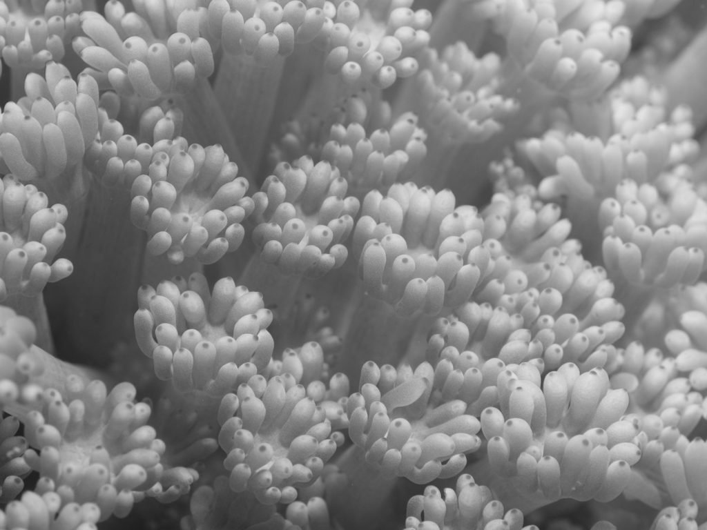 Coral. the essence of reef much like branding is to a scuba diving center