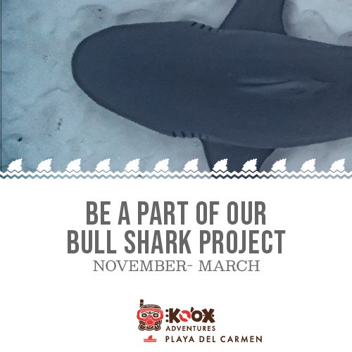 Bull-sharks-01