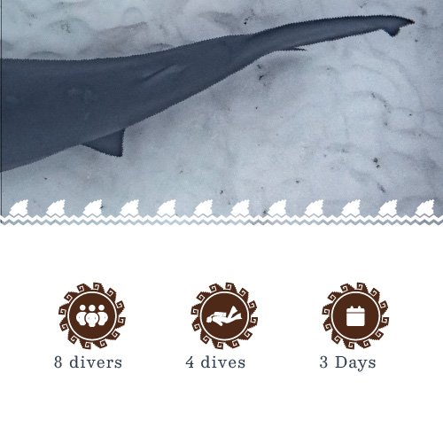 Bull-sharks-02