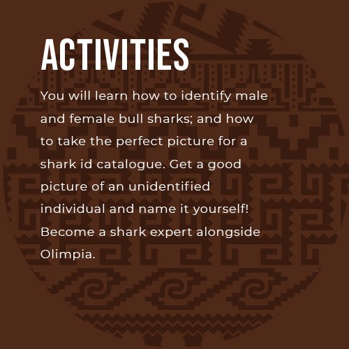 Bull-sharks-04