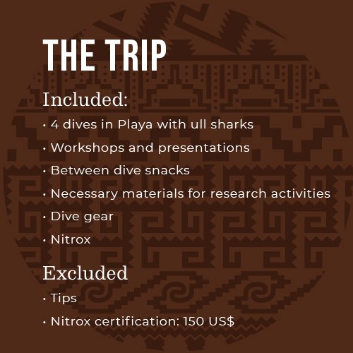 Bull-sharks-05