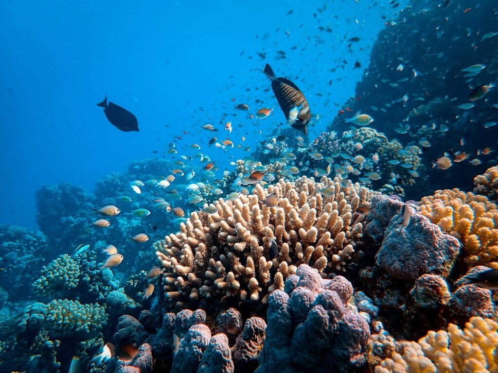 A balanced reef teeming with life